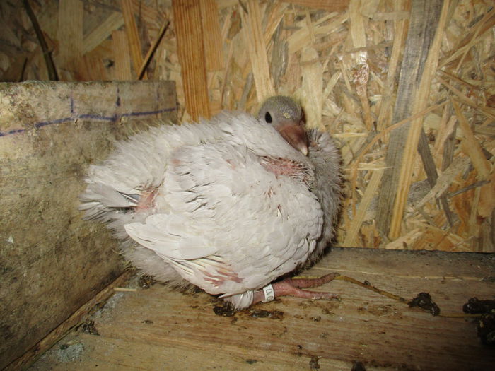 IMG_0080 - PERECHEA 01_Alb si fem albastra cu trese