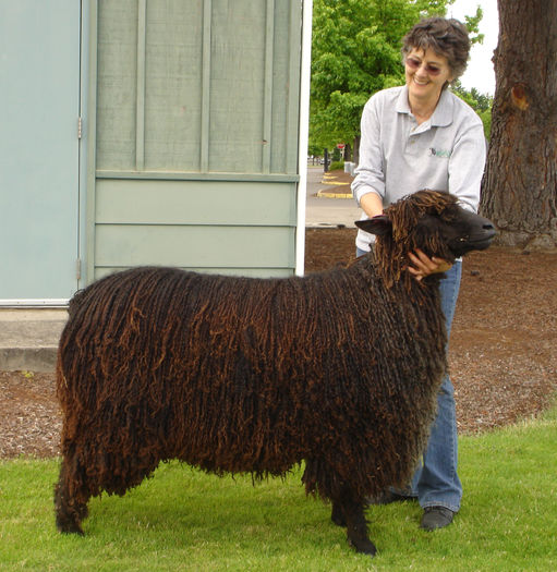 Black Wensleydale frumoasa - CAI DE RASA SI CATEVA OI POZE DEOSEBITE