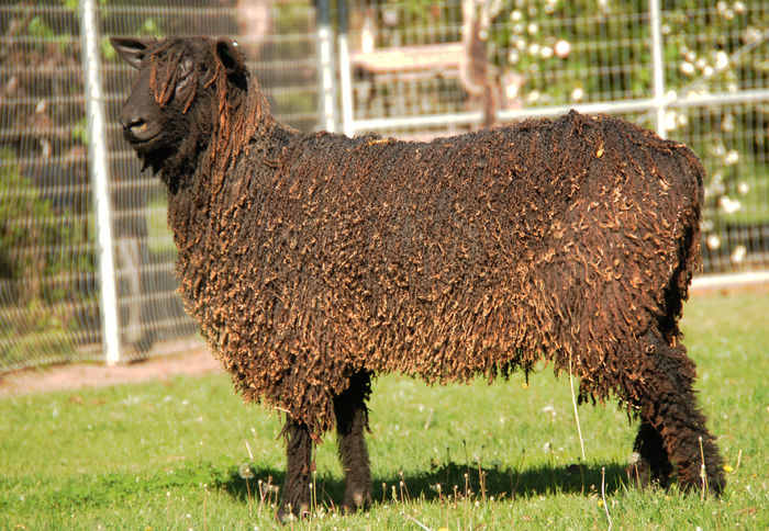 Oaie neagra Wensleydale-3