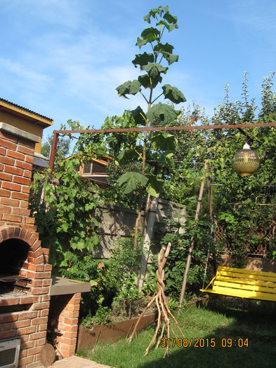 Picture 4306 - Paulownia Tomentosa 2014-2016