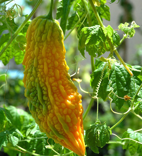 castravete amar - CASTRAVETE AMAR Momordica Charantia