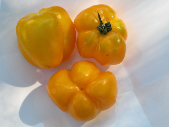 YEELLOW STTUFER - TOMATE YELLOW STUFFER