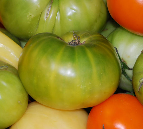 TOMATE EVERGREEN - TOMATE EVERGREEN