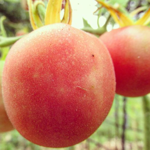 TOMATE PEACH PINK - TOMATE PEACH BLOW SUTTON