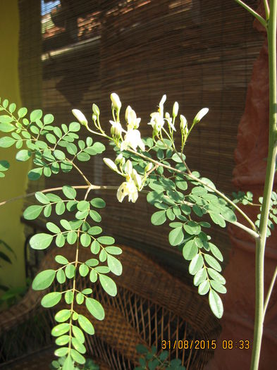 Picture 4266 - Arborele vietii- Moringa oleifera