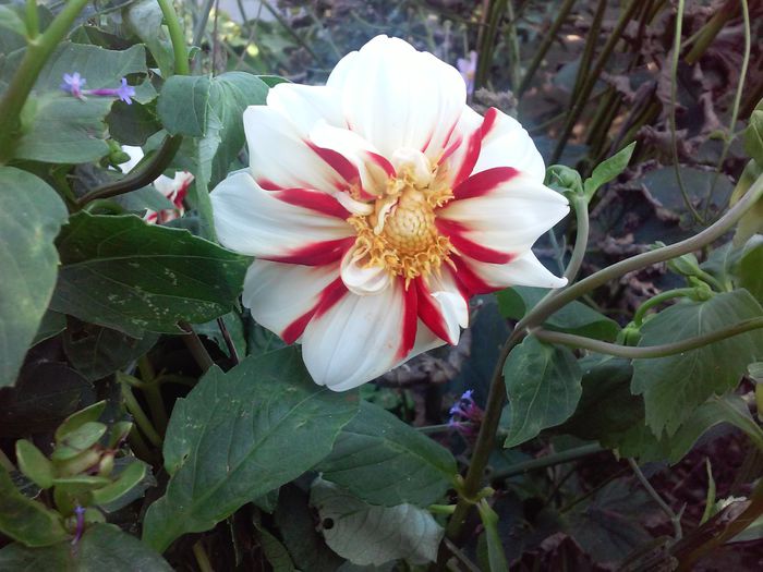 Dahlia - Gradina mea