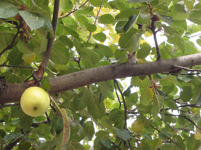 Măr de octombrie; 14 oct 2015
