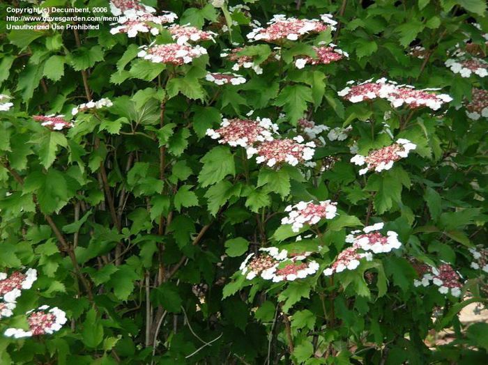 viburnum sargentii onondaga 25