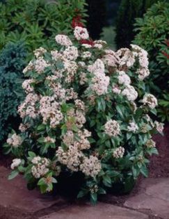 viburnum tinus eve price 35