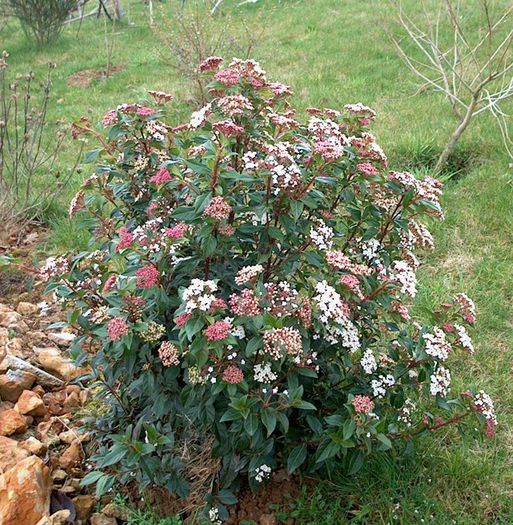 viburnum tinus guenlian 25 - ARBUSTI DE VANZARE 2