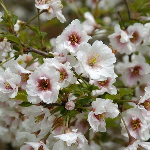 prunus hally jolivette 70