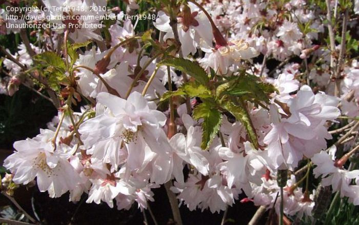 prunus oshidori 35