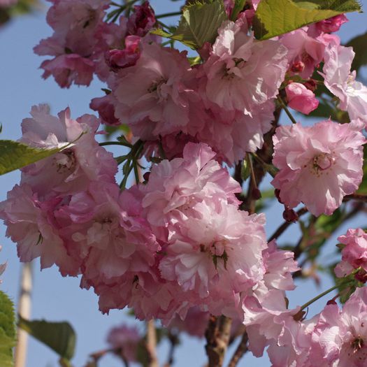 prunus pink perfection 35