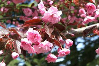 prunus royal burgundy 75