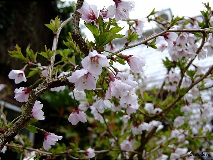Prunus_incisa_kojo_no_mai 50