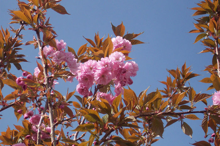 Prunus-Kanzan- 50 - ARBORI pentru parcuri sau bonsai