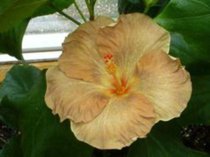 1687-7(RemembranceXTAHITIAN CARNIVAL) - HIBISCUS ROUMANIAN TEVAHINE