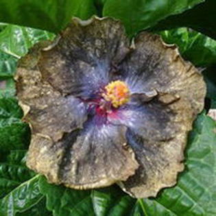 Moorea Crazy Gold - HIBISCUS RUOMANIAN MOUSTARD