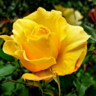 669154_ed4c1cdd2d36be9c25d2db171b353eff_mdsq