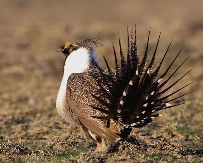 greater-sage-grouse-viii