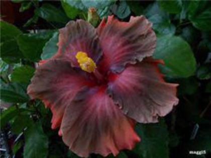 Moorea Tevahine Tunnui - HIBISCUS ROUMANIAN DELTA