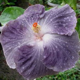 Moorea Mangy Blue - HIBISCUS ROUMANIAN REMEMBRANCE