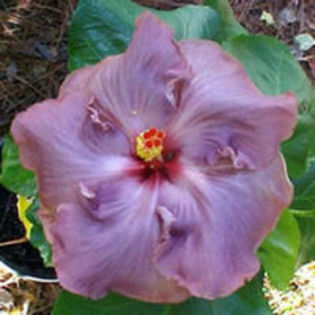 Remembrance - HIBISCUS ROUMANIAN REMEMBRANCE