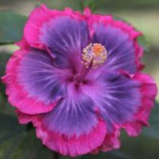 Purple Pashimna - HIBISCUS ROUMANIAN METALIC