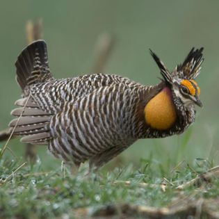 prairie-chicken-ig