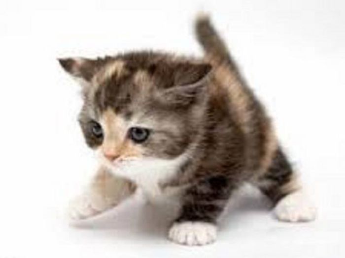 12166104_976062295787597_885367395_n