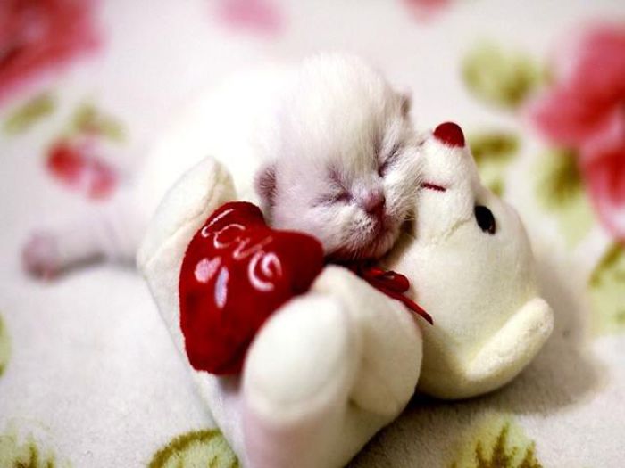 12167717_976062305787596_678230758_n