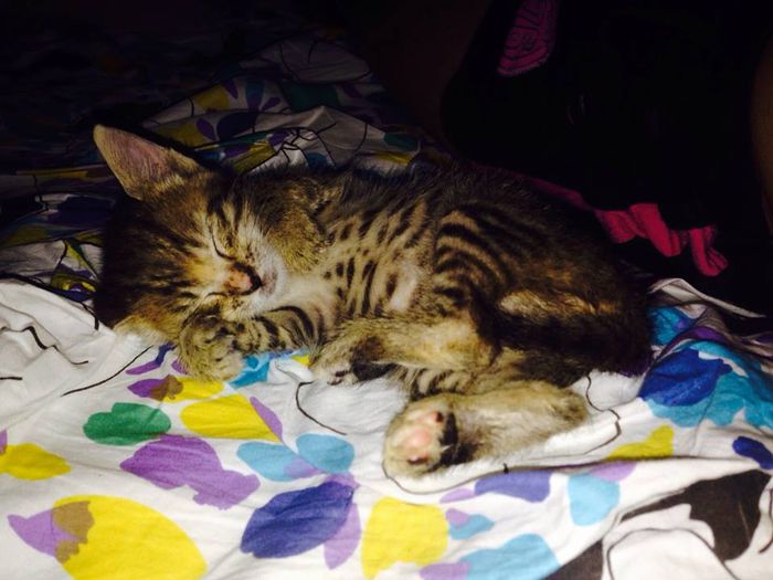 12167869_976062479120912_160921233_n