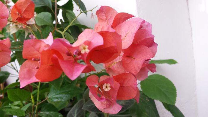 Rosenka - Buga