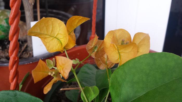 Golden Tango - Buga