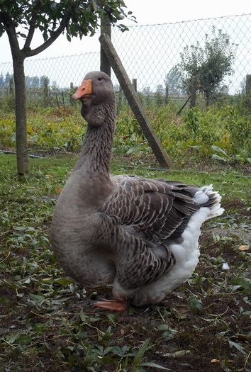 SAM_7848 - Toulouse ganse 2015-16