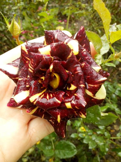 IMG_20151013_143803 - 0 TRANDAFIRI 2015