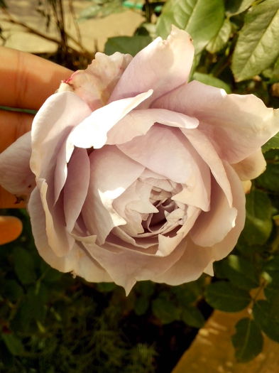 IMG_20151015_114839 - 0 TRANDAFIRI 2015