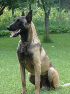 Femela 1 - 2 Ciobanesc Belgian Malinois