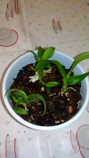 12166724_998195613586054_244810777_n