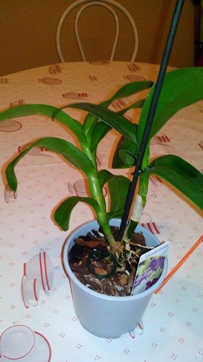 12166724_998195963586019_1575241054_n