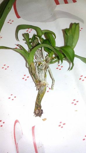 12166890_998195656919383_494553939_n