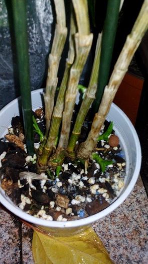 12166953_998195910252691_1749579848_n - Orhidee kekis 2015