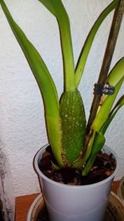 12167914_998196090252673_747466615_n