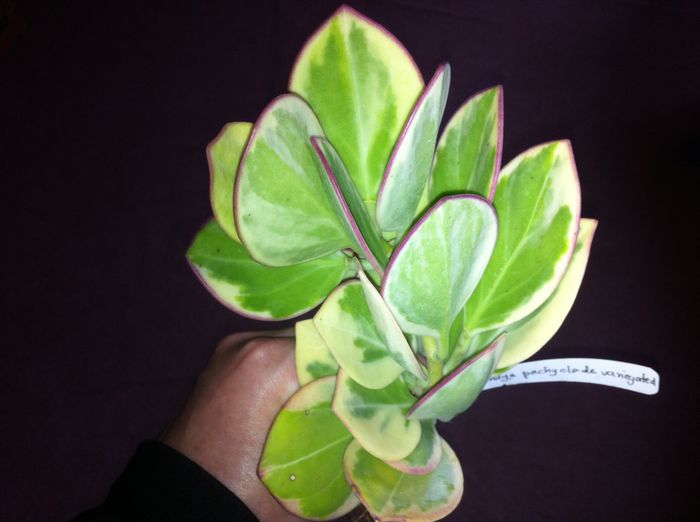 pachyclada variegata - hoya in asteptare