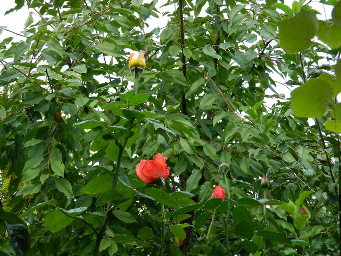DSCN0910