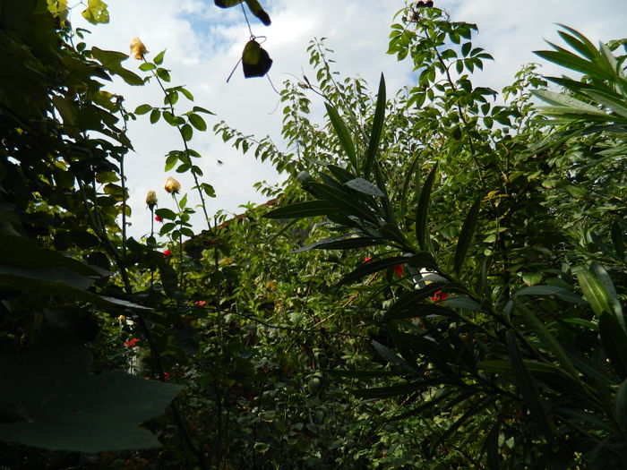 DSCN0910g