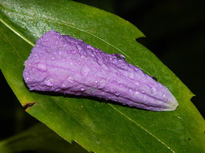 DSCN0913