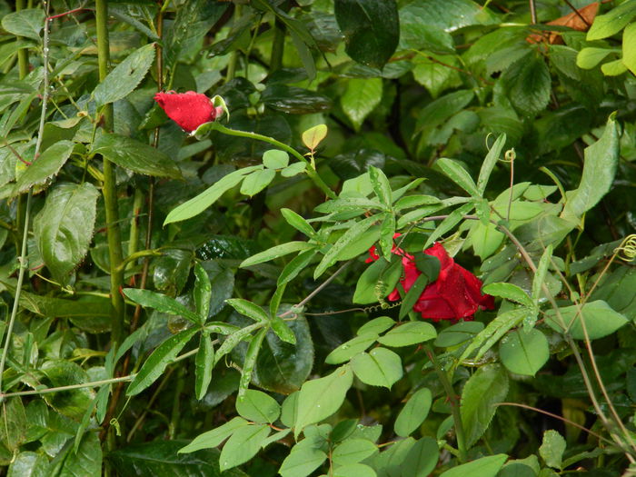 DSCN0924