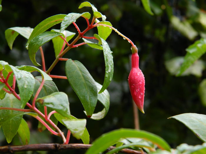 DSCN0929