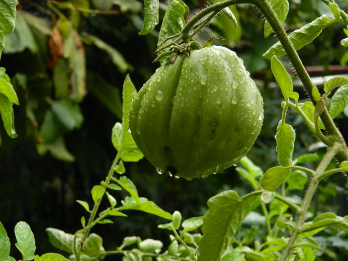 DSCN0931